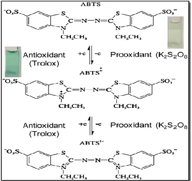 Figure 18. Génération du radicale cation ABTS •+  avec le persulfate de potassium et sa réaction  avec un antioxydant AOH (Konan et al., 2016)