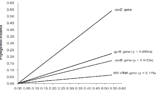 Figure 3: Equations de tendance obtenus à partir des distances phylogénétiques de  107 souches de Pseudomonas (Mulet et al., 2010) 