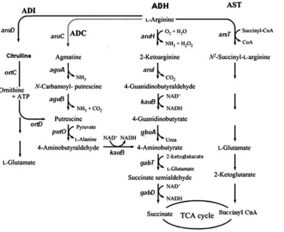 Figure 4:  Les  voies  cataboliques  de  l'arginine:  ADI,  voie  de  l'arginine  déiminase; 