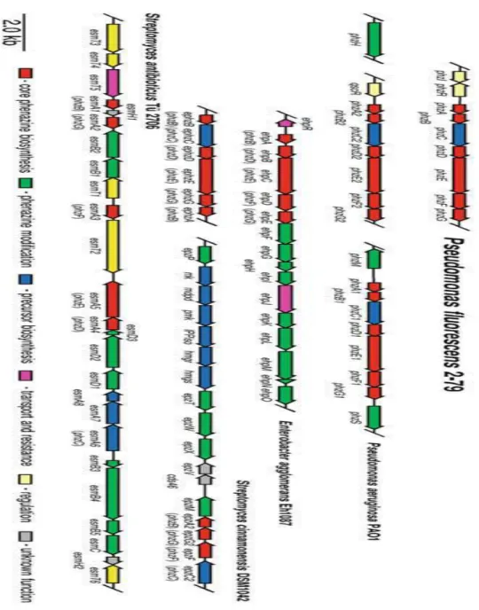 Figure 8 : La collection des  gènes et opérons de biosynthèses des phénazines chez les  bactéries productrices (Blankenfeldt, 2016)