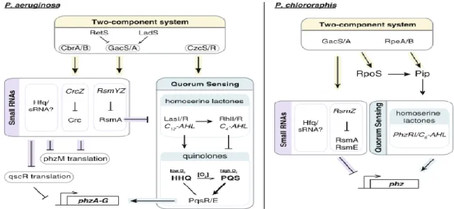 Figure 9: Les systèmes de régulation de la production de phenazines (quorum sensing et les  petits ARN régulateurs) chez P