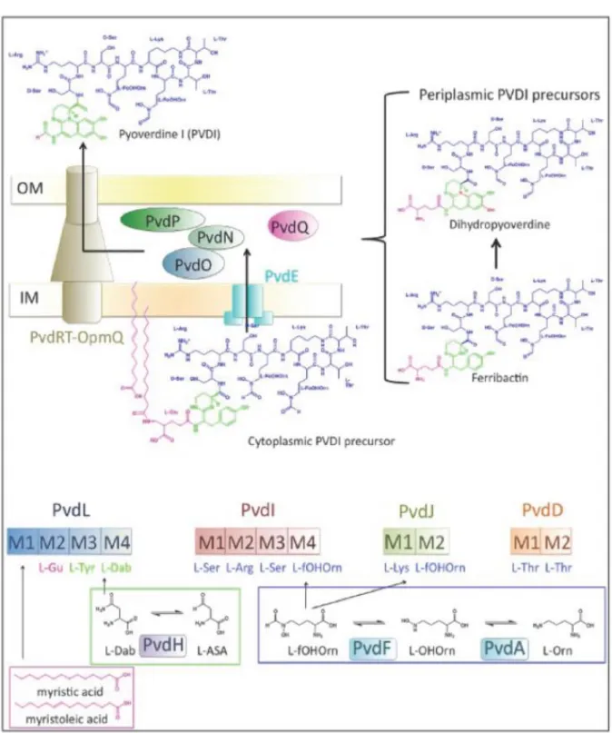 Figure 13: Schéma de la voie de biosynthèse de la pyoverdine chez P. aeruginosa         (Schalk and Guillon, 2012b)