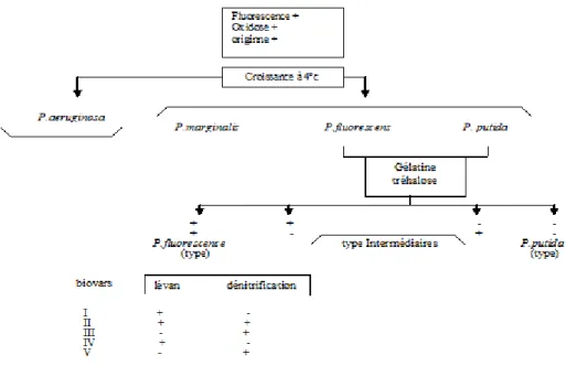 Figure 16: Schéma général de caractérisation du groupe Pseudomonas fluorescens- fluorescens-putida  (Digat et Gardan, 1987)