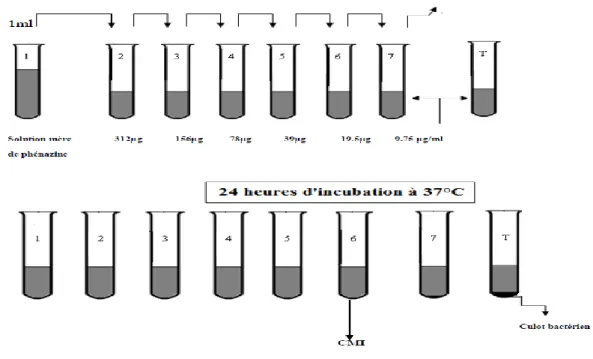 Figure 17 : Méthode de détermination de la CMI de l’extrait de phénazine  en milieu  liquide 