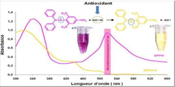 Figure 18 : Structure du DPPH  avec sa forme libre et réduite (Dangles et al., 2000). 