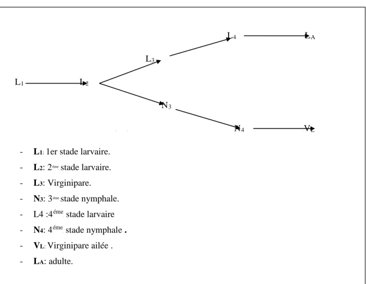 Figure  05 : Cycle de développement des pucerons  (Dedryver, 1982).