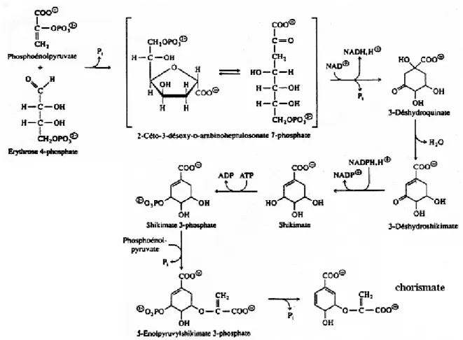 Figure 07: Biosynthèse des composés phénoliques par voie de shikimate(Kenning et al., 1995)