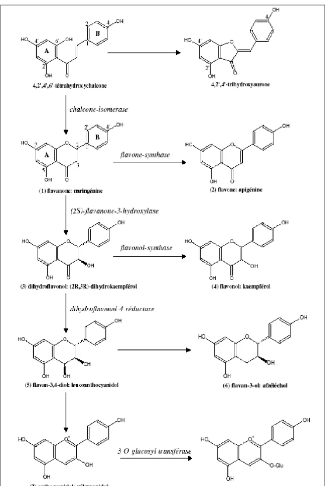 Figure 09: Biosynthèse des flavonoïdes (Bruneton, 1999).