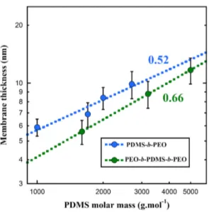 Figure 5. Membrane thickness versus PDMS molar mass plot. Membrane thickness was extracted  from the SANS fits