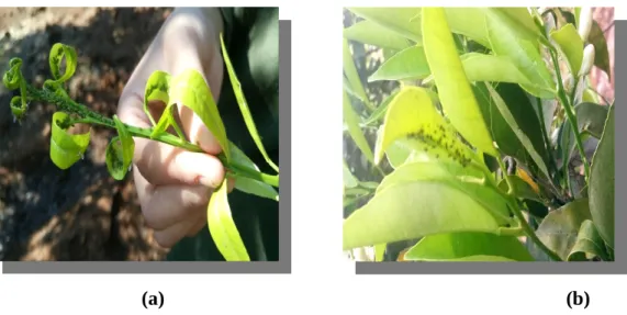 Figure 06: { a : A. spiraecola (puceron vert des agrumes) ; b : Toxoptera aurantii (puceron noir des agrumes)} (Originale, 2017).