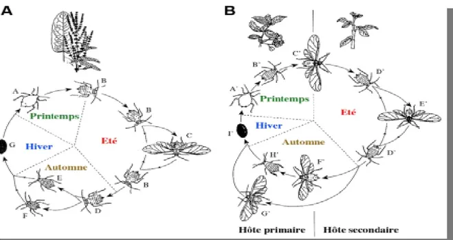 Figure 07 : Cycles annuels de vie des pucerons avec alternance ou non de plantes hôtes  (D’après Dixon, 1998)