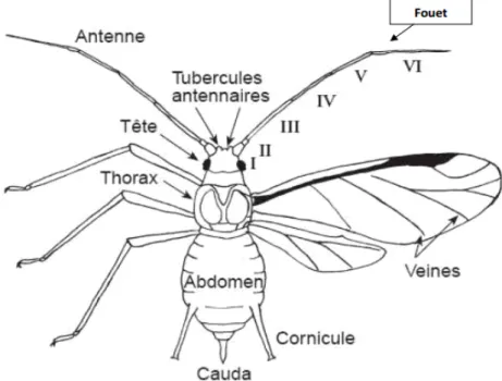 Figure 09 : Morphologie d’un puceron ailé (Godin et Boivin, 2000)