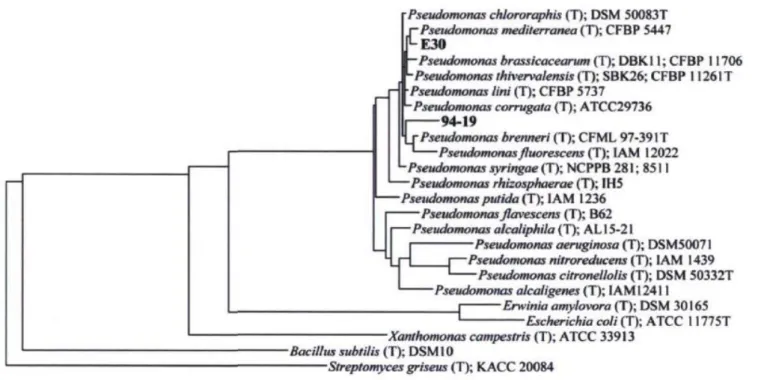 Figure 1 : Arbre phylogénique des Pseudomonas spp 