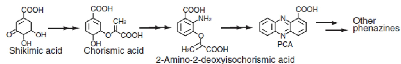 Figure 2  :  Biosynthèse des phénazines (Price-Whelan et al., 2006). 