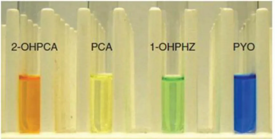 Figure 3 : Phénazines produites par les différentes espèces de Pseudomonas. Avec 2- 