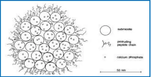 Figure n°1: modèle de micelle avec chevelu superficiel (Walstra et Jenness, 1984). 
