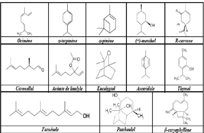 Figure  N°09  :  Représentation de molécules caractéristiques des différentes structures  rencontrées chez les mono- et sesquiterpénoïdes (Fillatre, 2011)