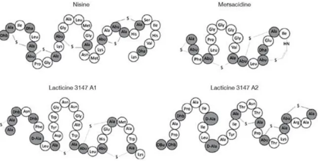 Figure  3 :  Séquence  et  structure  de  lantibiotique  de  type  A  (Nisine),  B(  Mercacidine)  et  d’un  lantibiotique « two peptides » D’après McAuliffe et al, 2001