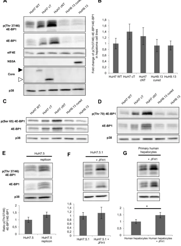Figure  2:  HCV  core  protein  increases  the  level  of  phosphorylated  4E-BP1.  (A) Immunoblotting analysis of 4E-BP1  phosphorylation  on  Thr  37/46  in  lysates  of  HuH7  controls  (WT),  HuH7  stably  expressing  core  protein  variants  either  i