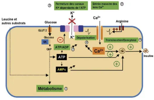Figure 2.  Mécanisme de la sécrétion insulinique (GK : glucokinase ; GLUT 2 : glucose transporter 2  (Magnan et Ktorza, 2005)
