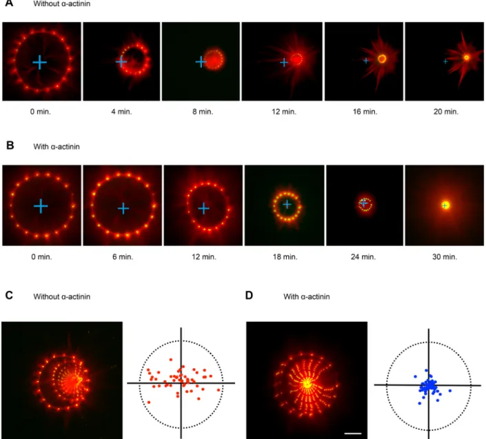 Fig. 1. α -Actinin modulates the symmetry of actin network contractility in vitro . Actin ring assembly was initiated from the polymerization of actin filaments from micropatterned dots coated with actin nucleation-promoting factors