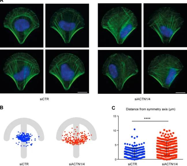 Fig. 4. Mispositioning of the nucleus upon α -actinin depletion. (A) F-actin (green) and nuclei (DAPI, blue) staining in control (siCTR) and α -actinin (siACTN1/