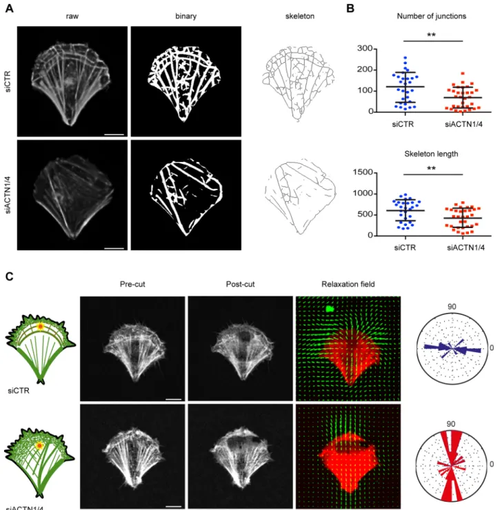 Fig. 6. Lack of actin network connectivity and disruption of transmission of intracellular tension upon α -actinin depletion