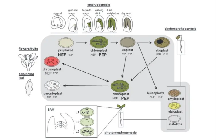 FIGURE 1 | Transitions between the different plastid types during the plant life cycle