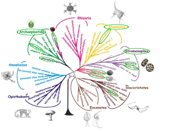 Figure 1.1: Eukaryote phylogenetic tree - Eurakyote phylogenetic tree (adapted from Baldauf [2008])
