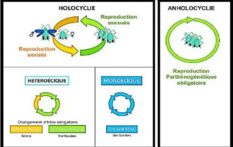 Figure 04 : Diversité des cycles de vie chez les pucerons  (Josephine, 2012) 