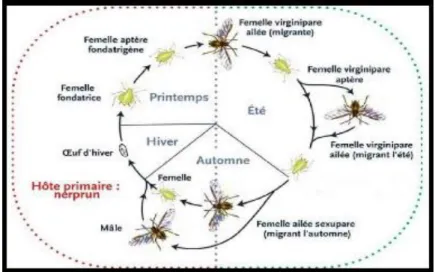 Figure 05 : Cycle biologique du Puceron du soja (Alain, 2006) 