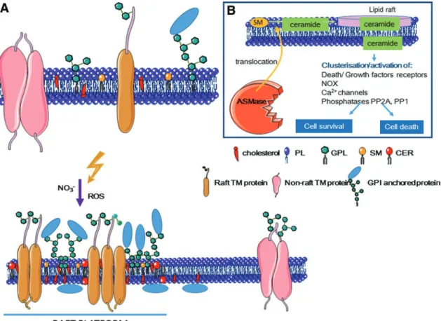 FIG. 10. Lipid rafts: ceramide-enriched large platforms. (A) The cell membrane consists of a lipid bilayer that includes proteins and cholesterol