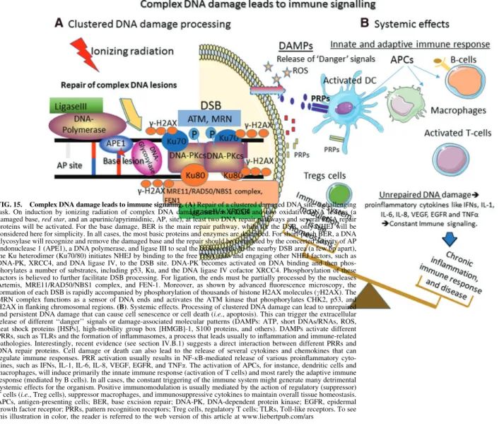 FIG. 15. Complex DNA damage leads to immune signaling. (A) Repair of a clustered damaged DNA site: a challenging task
