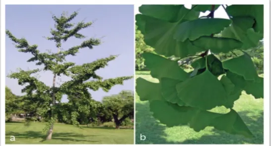 Figure 4 : a : Arbre Ginkgo biloba L. b : et ses feuilles typiques en forme d'éventail