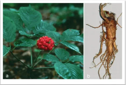 Figure 5 : Panax ginseng C.A. Meyer : parties aériennes (a) et racine (b). (Molecule, 2010)