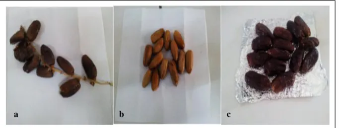 Figure 13 : Photos de trois variétés de datte.  a : Deglet nour ; b : Mech degle ; c : Ghars   (Abaibia et Rachedi, 2018) 