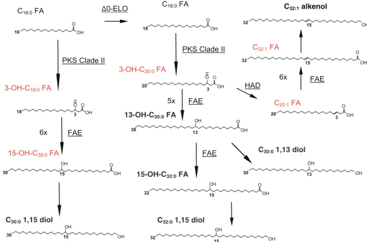 Fig. 4 Putative pathways for the biosynthesis of LCHFAs, LCAs, and LCDs. For the biosynthetic steps in which the enzymes potentially involved have been predicted, the enzyme name is indicated next to the arrow, underlined