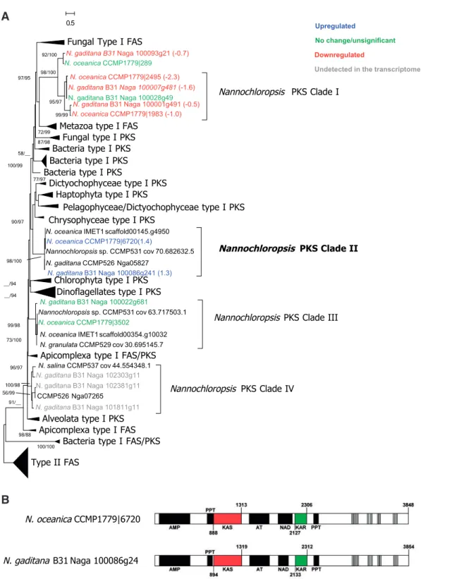 Fig. 5 Phylogenetic and functional analyses of Nannochloropsis genes potentially coding for polyketide synthases (PKS) and potentially involved in the formation of 3-OH- intermediates