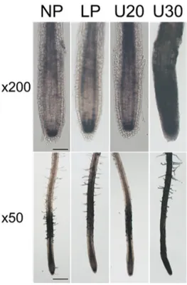 Figure 3. Uranium induces Fe redistribution in the root of Arabidopsis. Six-day-old Col-0 seedlings  grown  in  Pi-sufficient  conditions  were  transferred  to  either  No  Phosphate  medium  (NP)  or  Low  Phosphate medium (LP, 25 µM Pi) containing 20 or