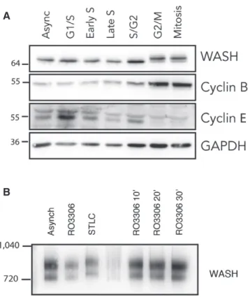 Figure 5. Localisation and post-translational modifications of WASH1 during mitosis.
