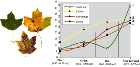 Figure 1.7: Spectral reectance of oak leaves.