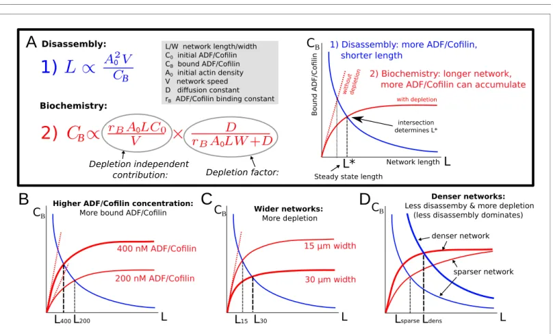 Figure 5. Model explanation. (A) Explanation of the two effects determining equilibrium network length: Feedback 1 (Equation (5), blue equation and curve) shows the effect of the disassembly