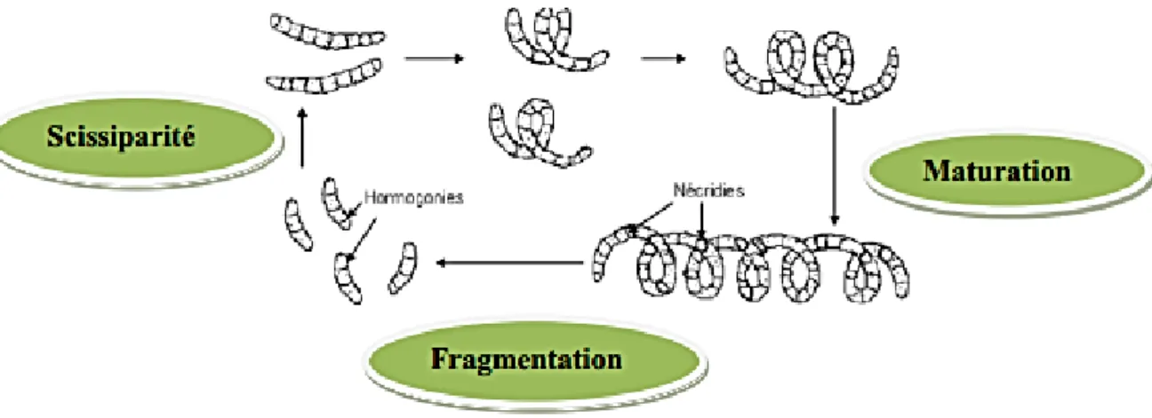 Figure 3.  Cycle biologique de reproduction de la spiruline (Charpy et al., 2008). 