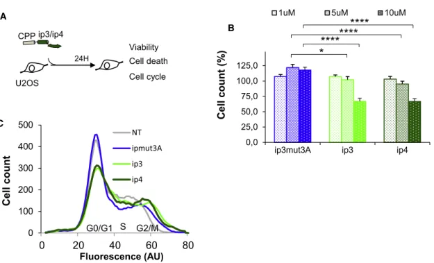Figure 5. Vectorized Inhibitory Peptides Reduce U2OS Cell Viability and Perturb the Cell Cycle