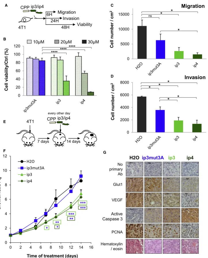 Figure 6. ASF1 Inhibitory Peptides Impair Migration and Invasion of Aggressive Breast Cancer Cells In Vitro and Inhibit Tumor Growth In Vivo (A) Cell-penetrating vectorized peptide was internalized by adding the peptide directly into the culture medium of 