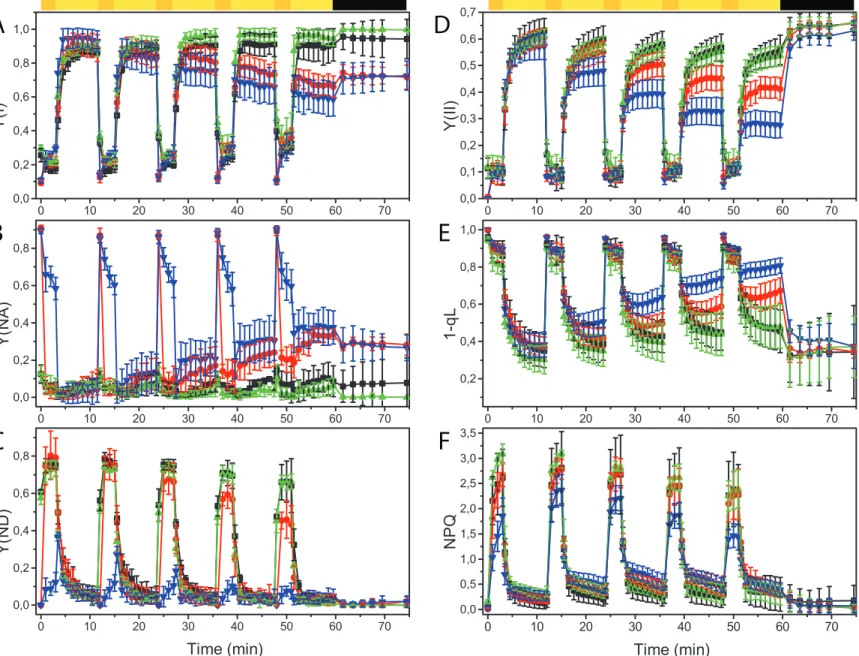 Figure 8. Eﬀect of short-term ﬂuctuating light treatments on PSI and PSII eﬃciency. PSI Eﬃciency (YI, A), its  acceptor (YNA, B) and donor side limitations (YND, C) were monitored together with PSII eﬃciency parameters (YII  (D), PQ redox state (1- qL, E) 