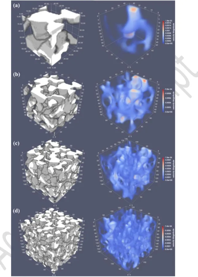 Fig. 10. Velocity map in lattice units through specimens of, (a) 50, (b) 100, (c) 150, and (d)  575 