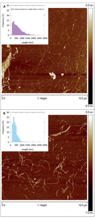 Fig. 2 AFM images and length distribution of bare imogolite (A) and imo-CH 3 (B). Only nanotubes with a length superior to 100 nm are reported on both histograms