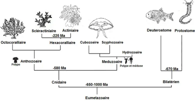 Figure 2: Evolution des Métazoaires à partir de l’ancêtre commun Eumétazoaire. Les âges indiquent le temps de divergence des  nœuds