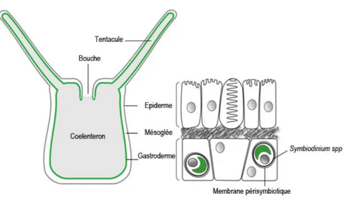 Figure  4:  Schéma  structurel  des  différents  compartiments  d'un  polype  d'Anthozoaire  symbiotique  non  calcifiant  et  localisation  intracellulaire des Symbiodinium spp (en vert sont représentés les thylakoïdes)